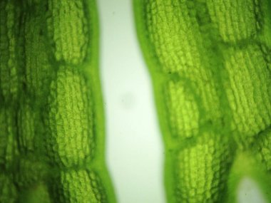 Yakınlaştırma mikroorganizma yosun hücre