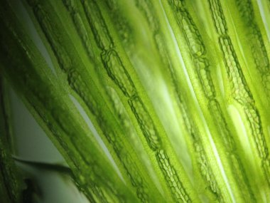 Yakınlaştırma mikroorganizma yosun hücre