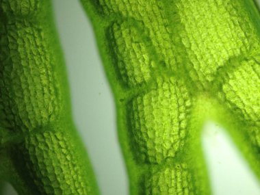 Yakınlaştırma mikroorganizma yosun hücre