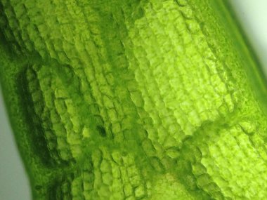 Yakınlaştırma mikroorganizma yosun hücre