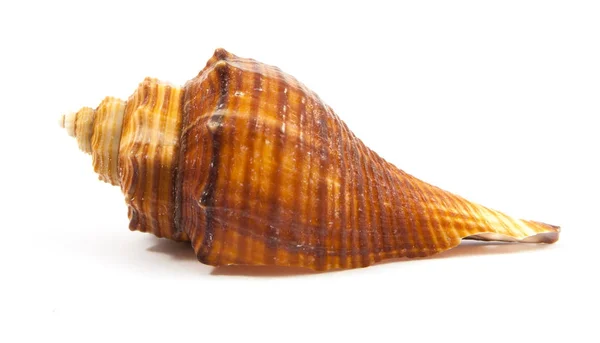 Seashell in close-up isolated — Stock Photo, Image