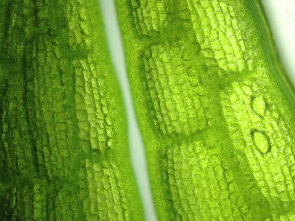 Yakınlaştırma mikroorganizma yosun hücre — Stok fotoğraf