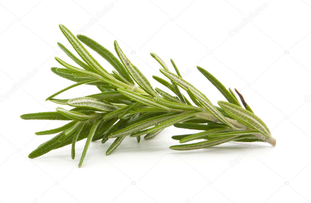 rosemary isolated on white 