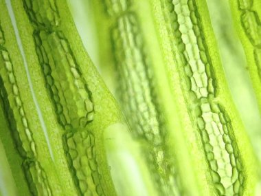 Yakınlaştırma mikroorganizma yosun hücre