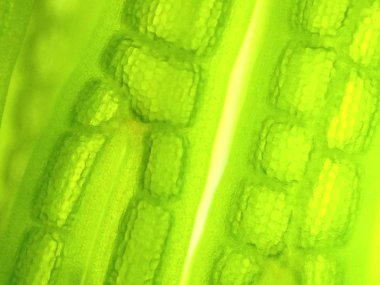 Yakınlaştırma mikroorganizma yosun hücre