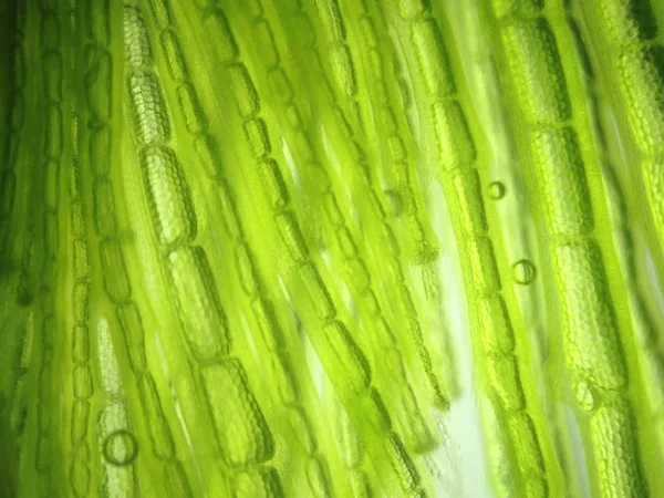Zoom microorganism algae cell — Stock Photo, Image