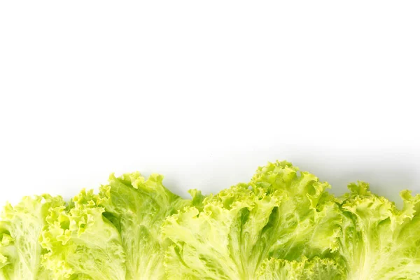 Leaf sallat isolerad på vit — Stockfoto