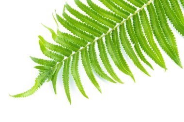 yeşil yaprakları eğreltiotu üzerinde beyaz izole