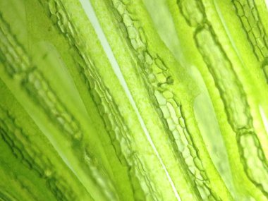 Yakınlaştırma mikroorganizma yosun hücre