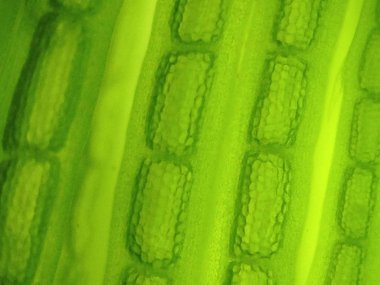 Yakınlaştırma mikroorganizma yosun hücre