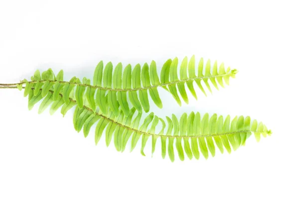 Зеленые листья папоротника изолированы на белом — стоковое фото