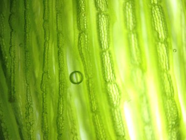 Yakınlaştırma mikroorganizma yosun hücre