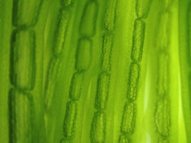 Yakınlaştırma mikroorganizma yosun hücre