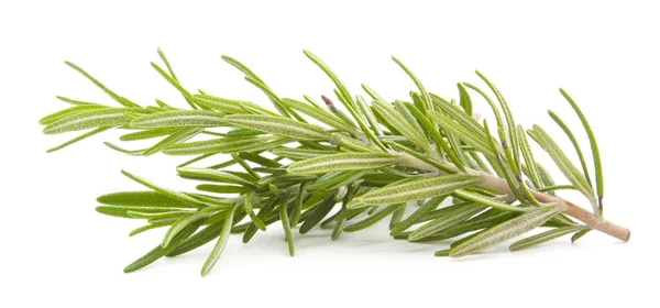 Rosemary isolated on white — Stock Photo, Image