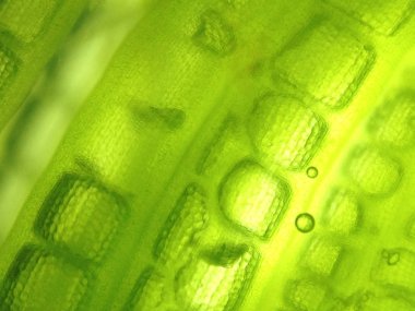 Yakınlaştırma mikroorganizma yosun hücre