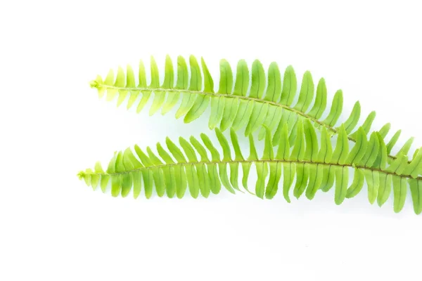 Зеленые листья папоротника изолированы на белом — стоковое фото