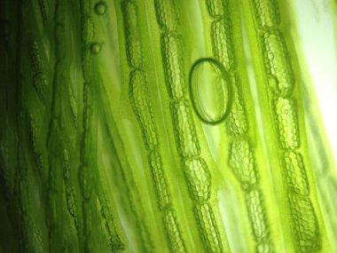 Yakınlaştırma mikroorganizma yosun hücre