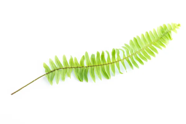 Zelené listy kapradí, izolované na bílém — Stock fotografie