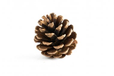 izole çeşitli iğne yapraklı ağaçlar konisi