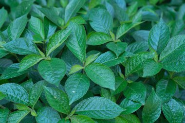 Kayın genç yaprakları 