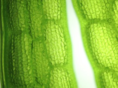 Yakınlaştırma mikroorganizma yosun hücre