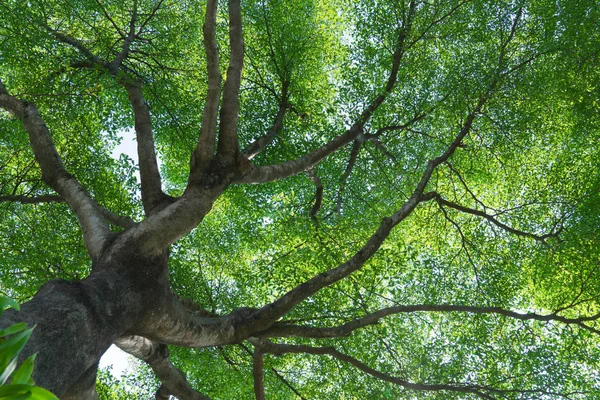 Bos bomen natuur groene hout — Stockfoto