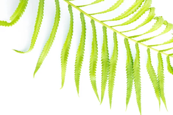 Зелене листя папороті ізольовано на білому — стокове фото