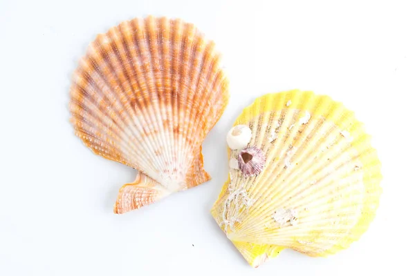 Sea shell on white — Stock Photo, Image
