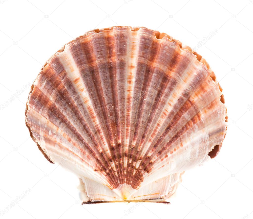 sea shell on white