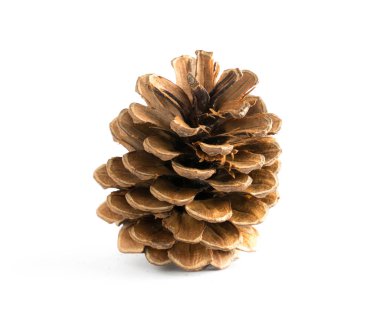 izole çeşitli iğne yapraklı ağaçlar konisi