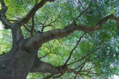 Orman ağaçları doğa yeşil ahşap 