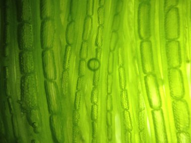 Yakınlaştırma mikroorganizma yosun hücre