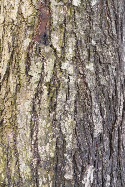 Träd bark konsistens bakgrund — Stockfoto