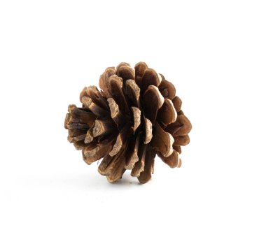 izole çeşitli iğne yapraklı ağaçlar konisi