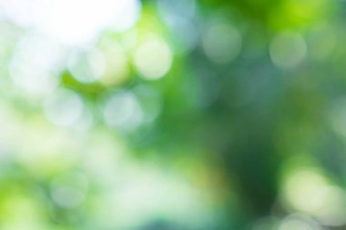 bokeh soyut yeşil doğa arka plan