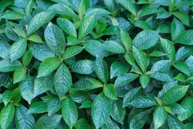 Kayın genç yaprakları 