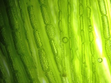 Yakınlaştırma mikroorganizma yosun hücre