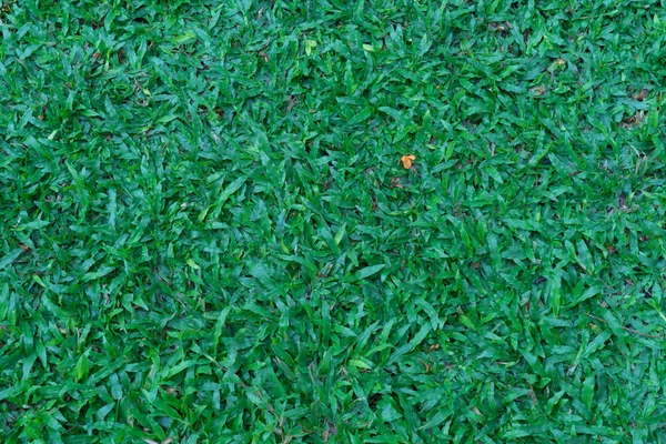 Bakgrund av en grönt gräs konsistens — Stockfoto