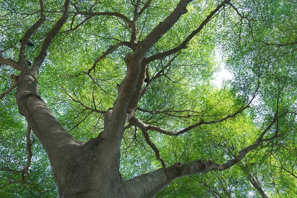 Skogens träd natur grön trä — Stockfoto