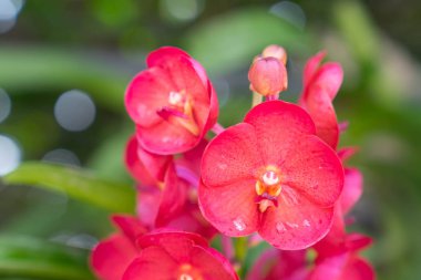 Ulusal yeşil kırmızı orkide