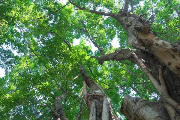 Skogens träd natur grön trä — Stockfoto