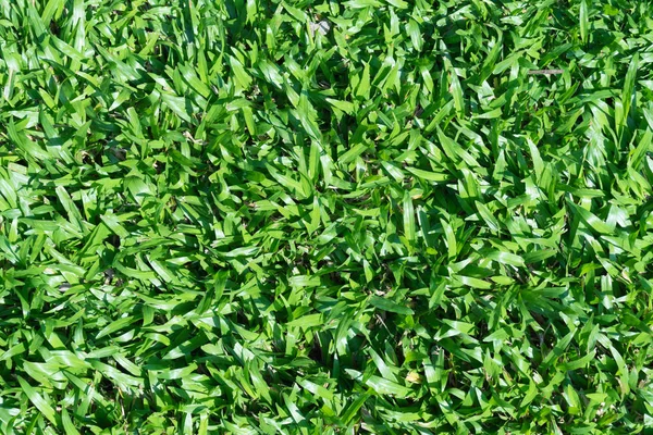 Background of a green grass texture — Stock Photo, Image