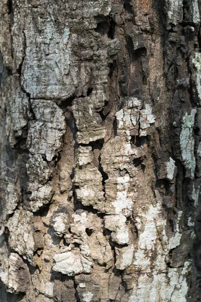 Träd bark konsistens bakgrund — Stockfoto