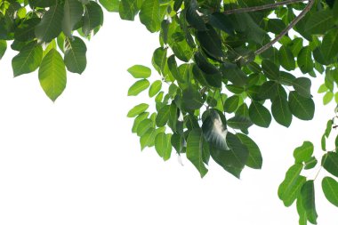 yeşil yapraklar beyaz üzerinde izole