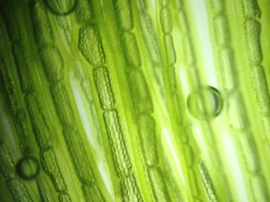 Yakınlaştırma mikroorganizma yosun hücre