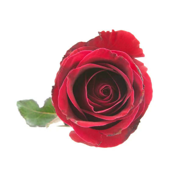On top red rose — Stock Photo, Image