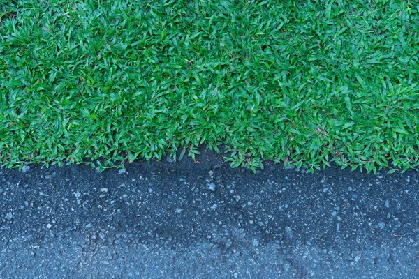 Background of a green grass texture — Stock Photo, Image