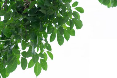 yeşil yapraklar beyaz üzerinde izole