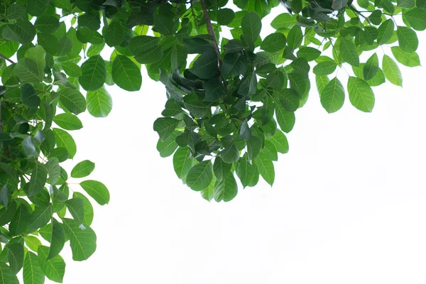 Foglie verdi isolate su bianco — Foto Stock