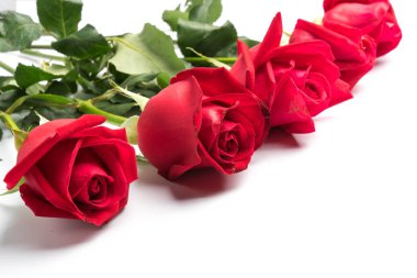 Beyaz arkaplanda kırmızı güller